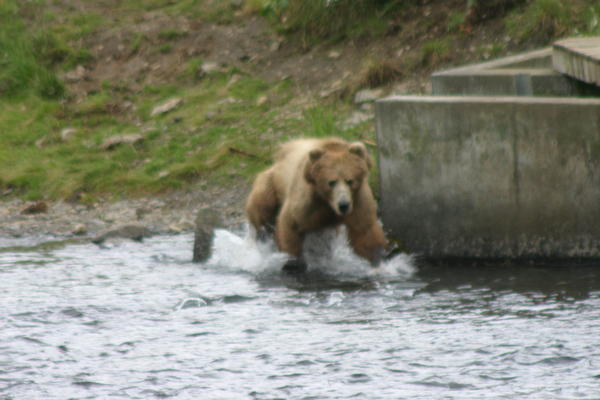 Bear Viewing Kodiak Island Alaska